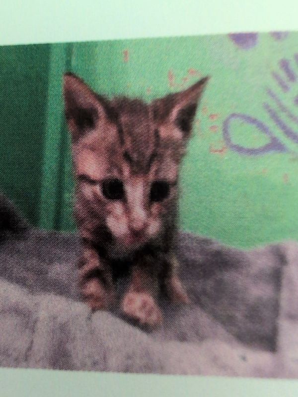 Dina