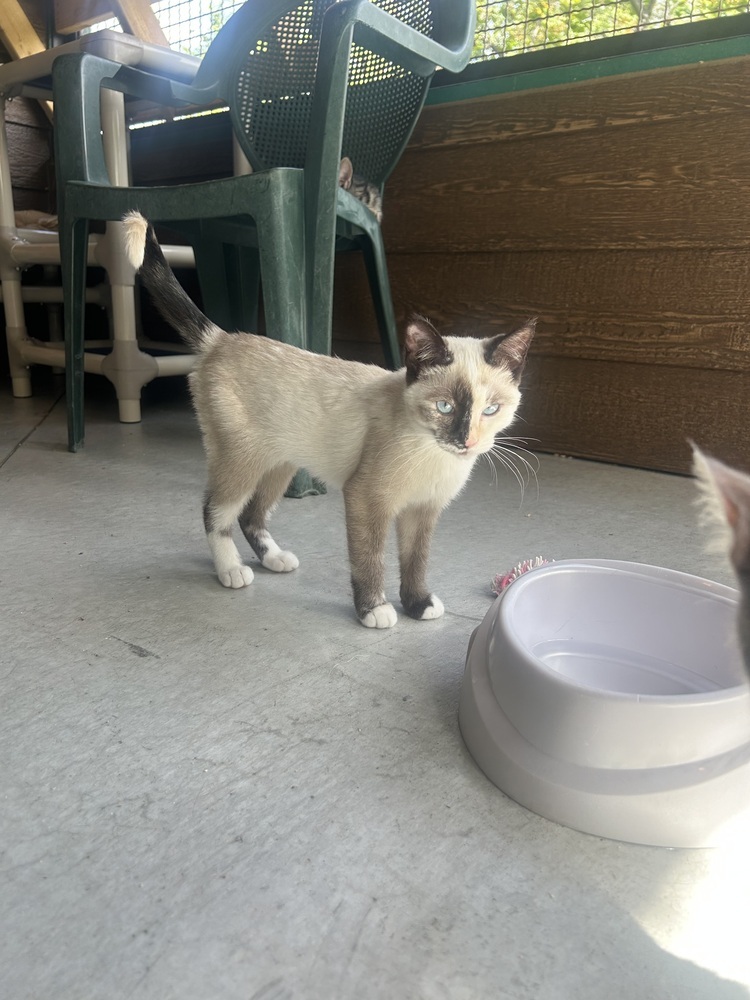 Ivy, an adoptable Domestic Short Hair in Salmon, ID, 83467 | Photo Image 1