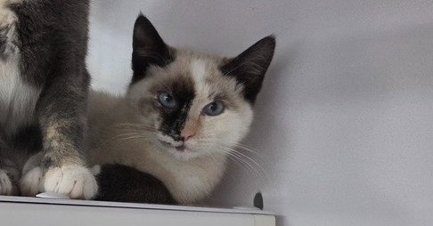 Ivy, an adoptable Domestic Short Hair in Salmon, ID, 83467 | Photo Image 2