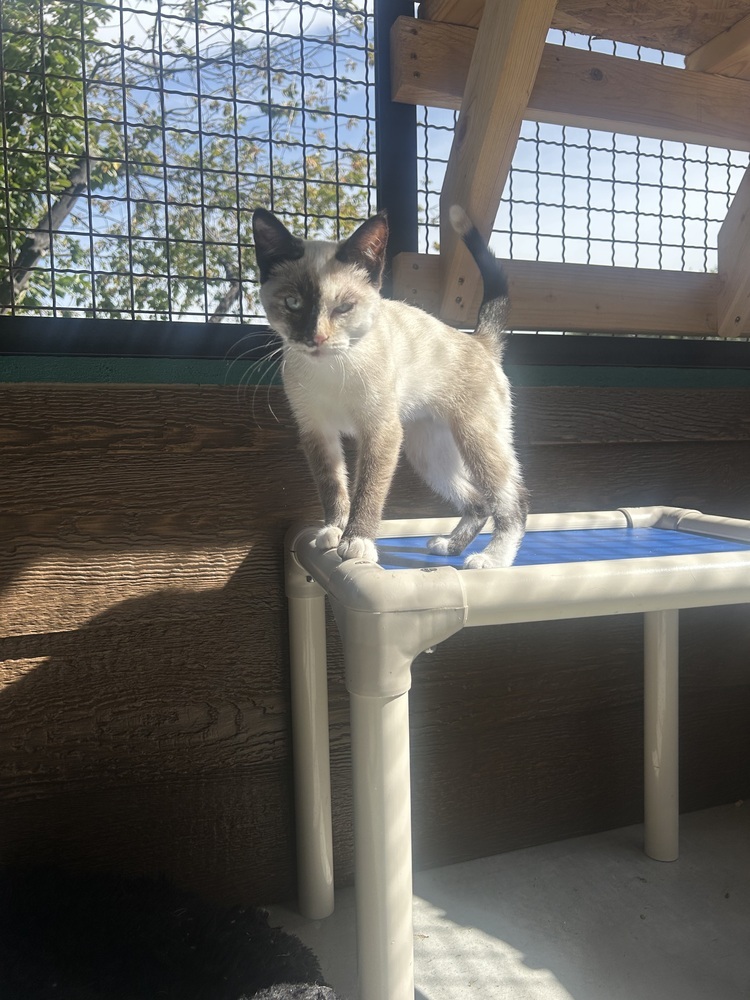 Ivy, an adoptable Domestic Short Hair in Salmon, ID, 83467 | Photo Image 3