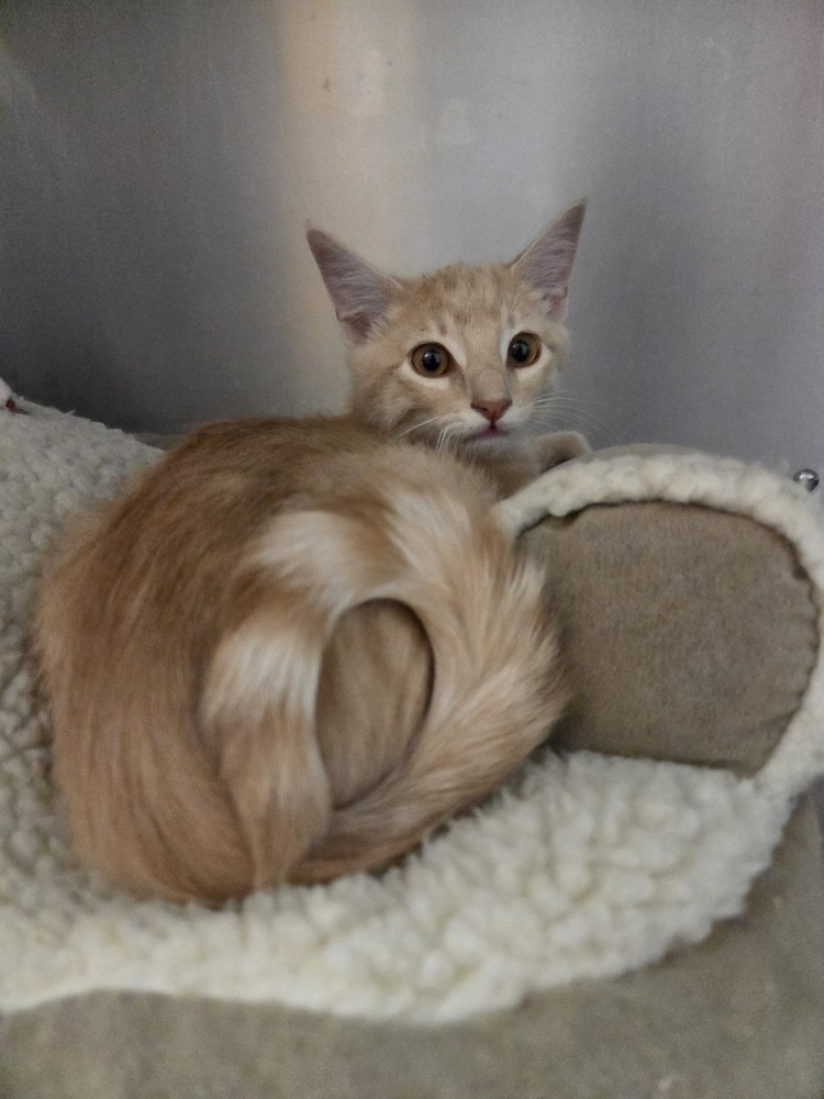 Jack, an adoptable Domestic Short Hair in Salmon, ID, 83467 | Photo Image 1