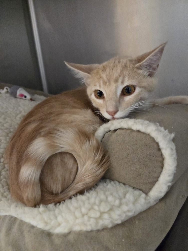 Jack, an adoptable Domestic Short Hair in Salmon, ID, 83467 | Photo Image 2