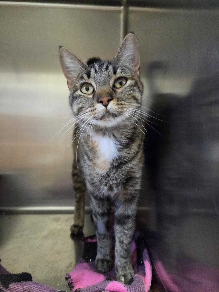 Sassy, an adoptable Domestic Short Hair in Salmon, ID, 83467 | Photo Image 1