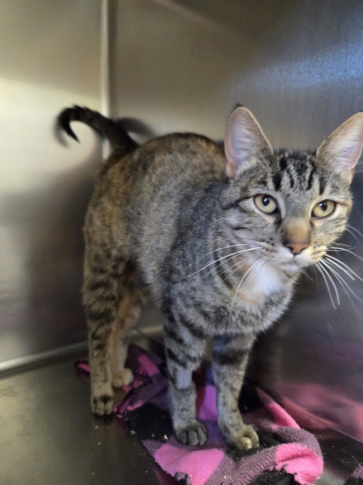 Sassy, an adoptable Domestic Short Hair in Salmon, ID, 83467 | Photo Image 2