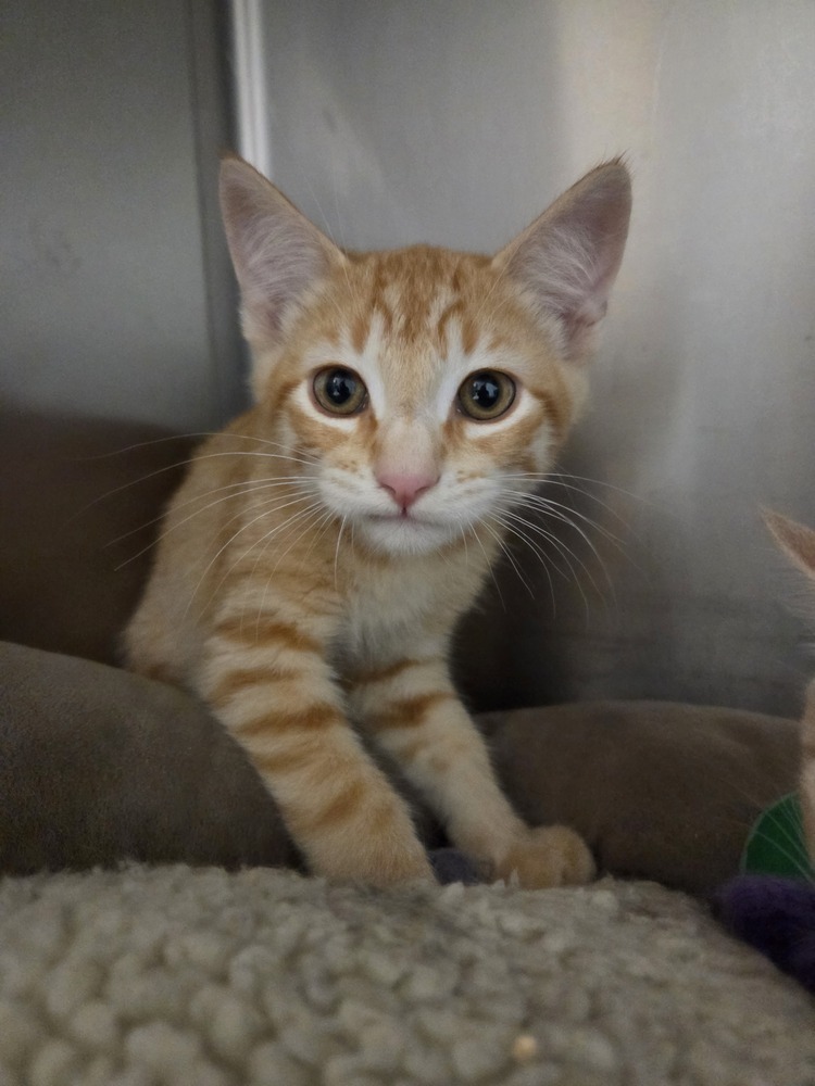 Jasper, an adoptable Domestic Short Hair in Salmon, ID, 83467 | Photo Image 1