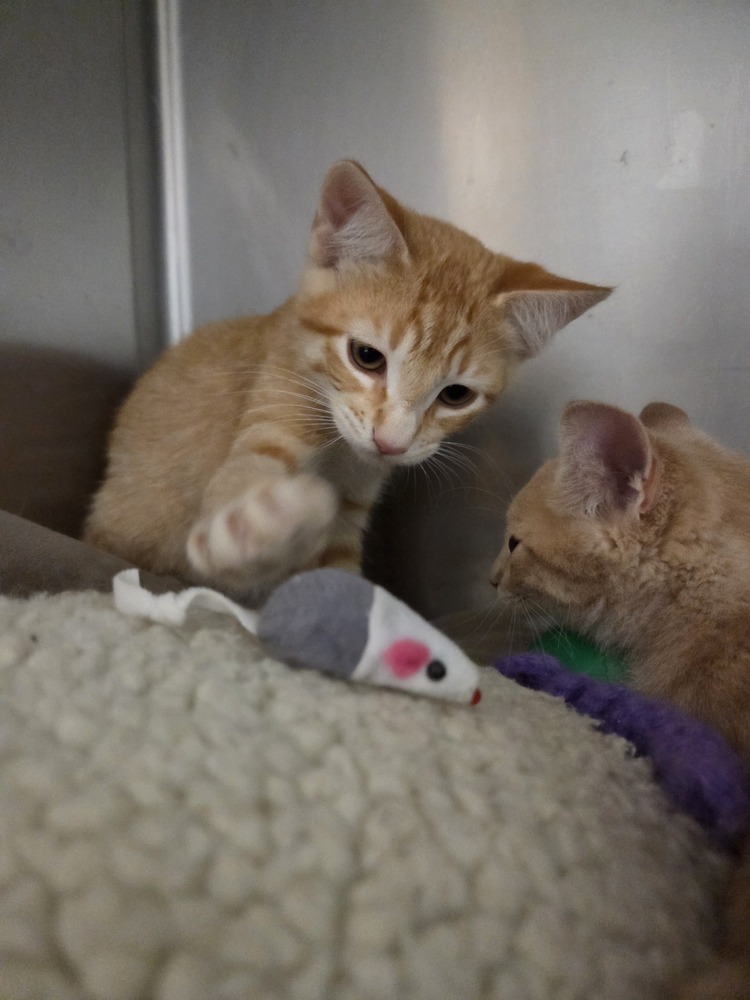 Jasper, an adoptable Domestic Short Hair in Salmon, ID, 83467 | Photo Image 2