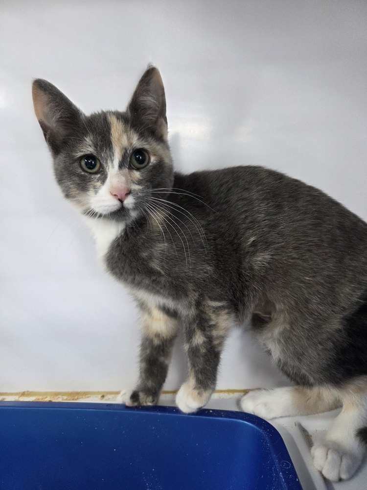 Rain, an adoptable Domestic Short Hair in Salmon, ID, 83467 | Photo Image 1