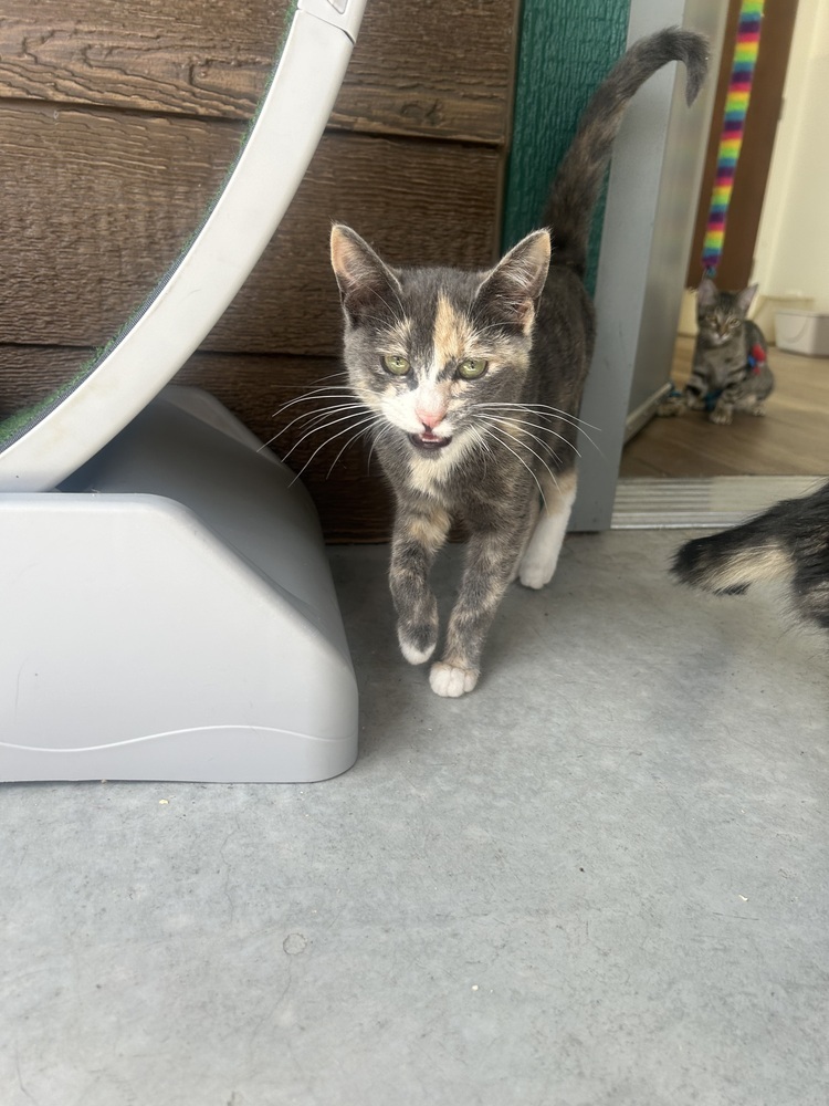 Rain, an adoptable Domestic Short Hair in Salmon, ID, 83467 | Photo Image 1