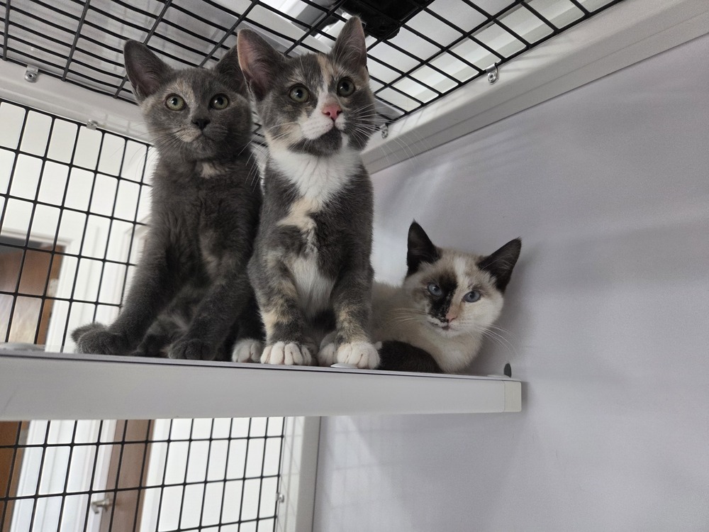 Rain, an adoptable Domestic Short Hair in Salmon, ID, 83467 | Photo Image 2
