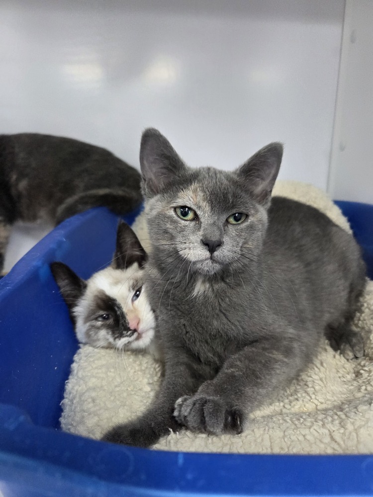 Fern, an adoptable Domestic Short Hair in Salmon, ID, 83467 | Photo Image 1