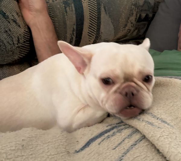 Laci French Bulldog