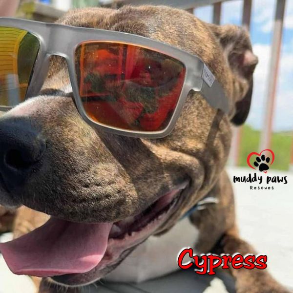Cypress AKA Silas (Courtesy Post)