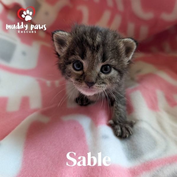 Mustelids Litter: Sable