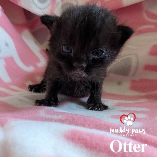 Mustelids Litter: Otter