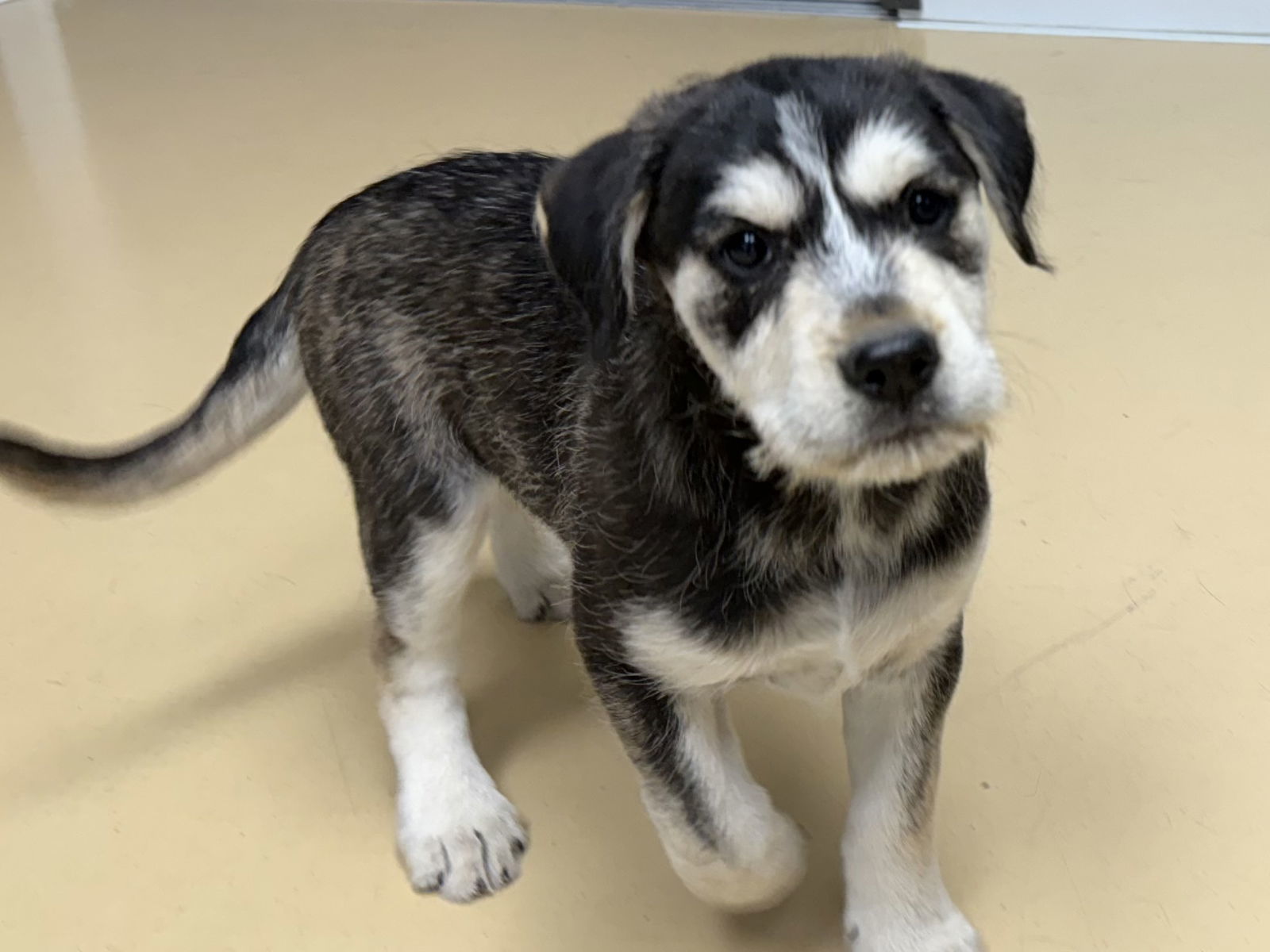 Cordelia, an adoptable Airedale Terrier, Husky in Polson, MT, 59860 | Photo Image 1