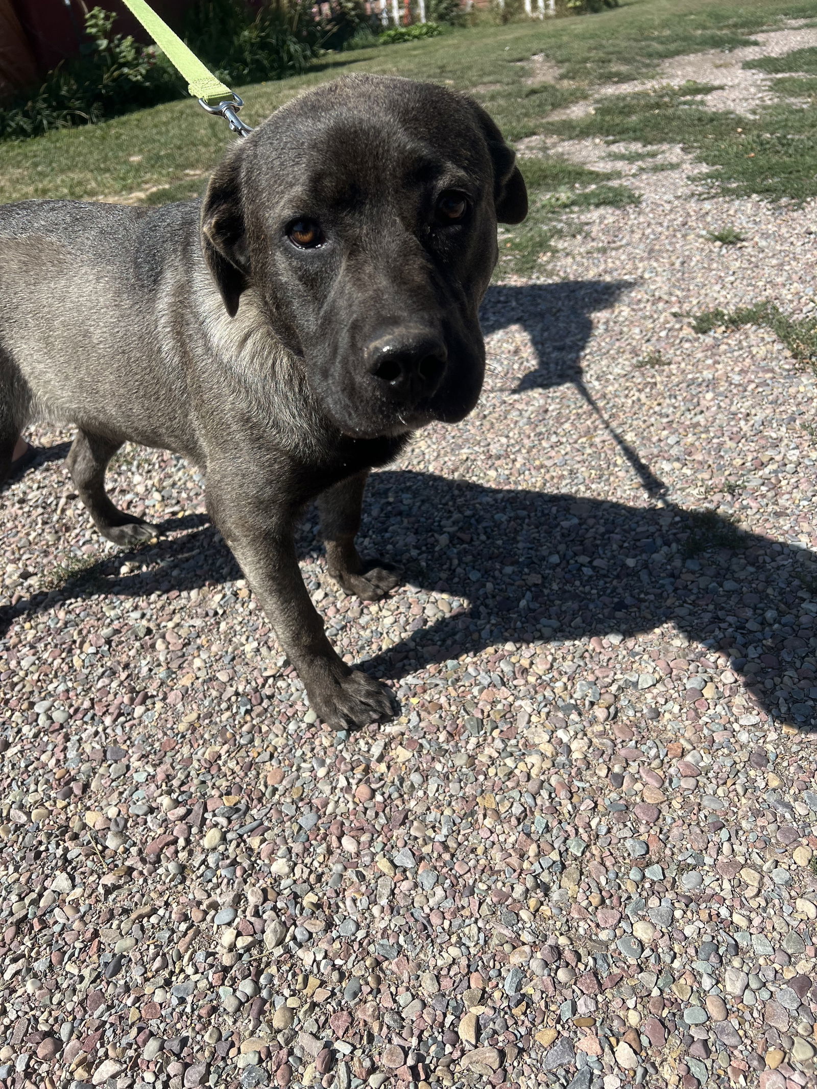 Maximus, an adoptable Mastiff in Polson, MT, 59860 | Photo Image 1