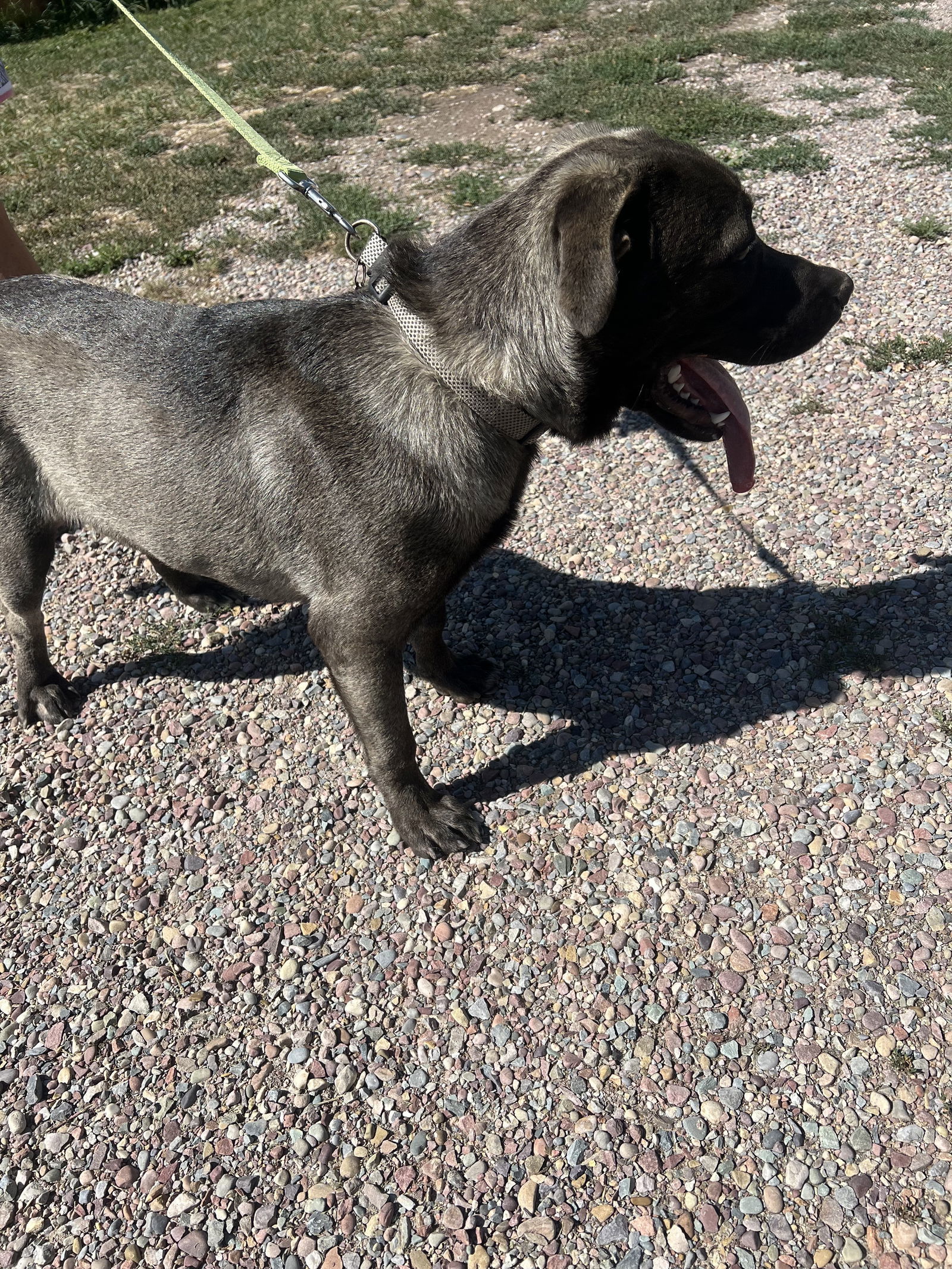 Maximus, an adoptable Mastiff in Polson, MT, 59860 | Photo Image 2