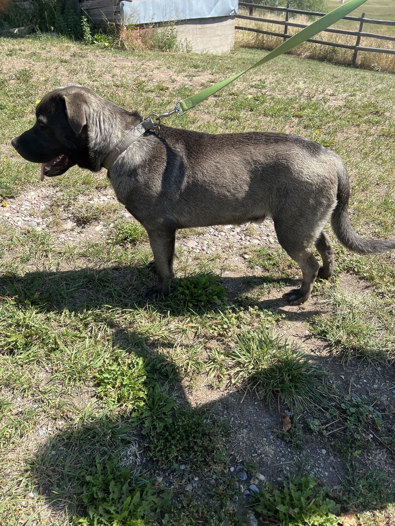 Maximus, an adoptable Mastiff in Polson, MT, 59860 | Photo Image 3