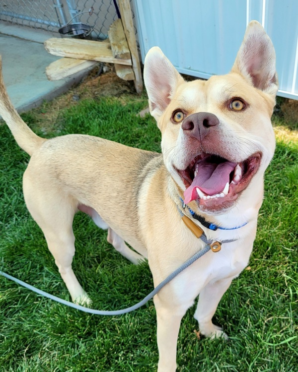 Chevy 45080, an adoptable Pit Bull Terrier in Pocatello, ID, 83205 | Photo Image 1