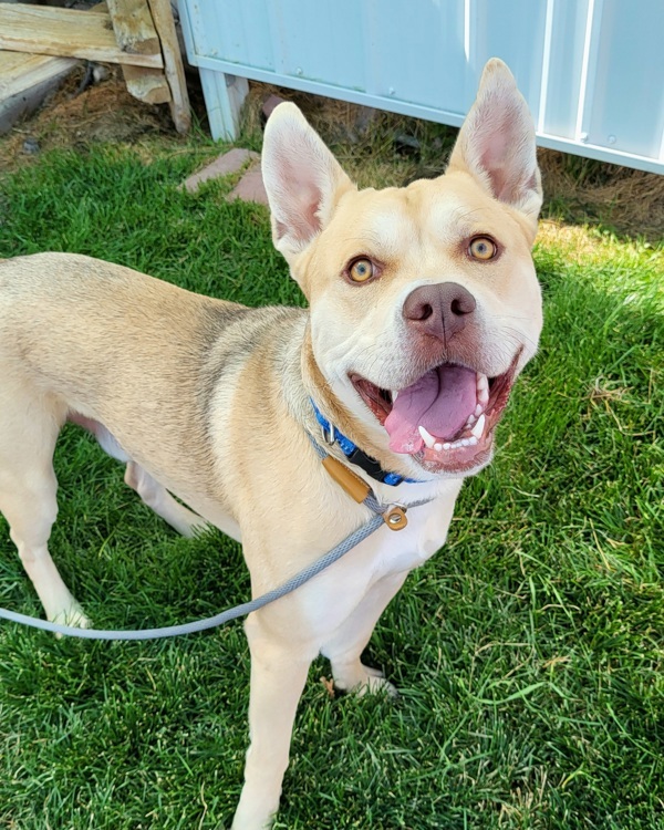 Chevy 45080, an adoptable Pit Bull Terrier in Pocatello, ID, 83205 | Photo Image 2
