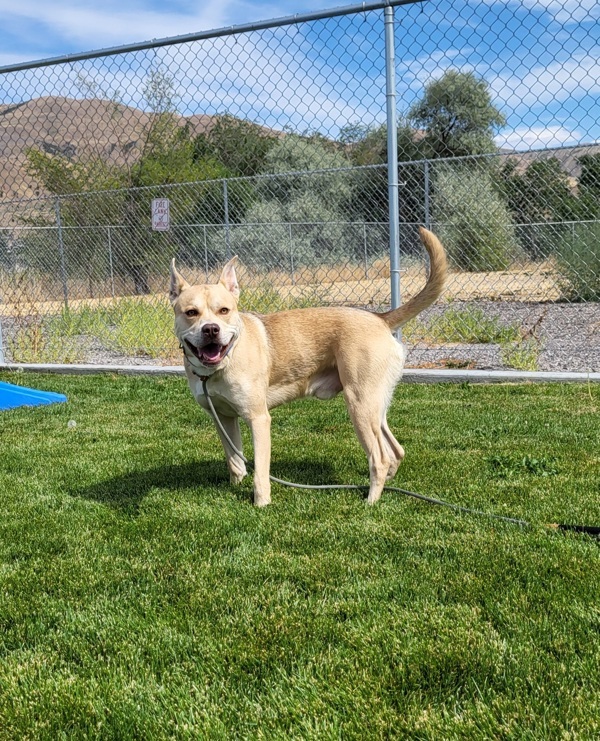 Chevy 45080, an adoptable Pit Bull Terrier in Pocatello, ID, 83205 | Photo Image 3