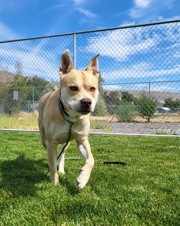 Chevy 45080, an adoptable Pit Bull Terrier in Pocatello, ID, 83205 | Photo Image 4