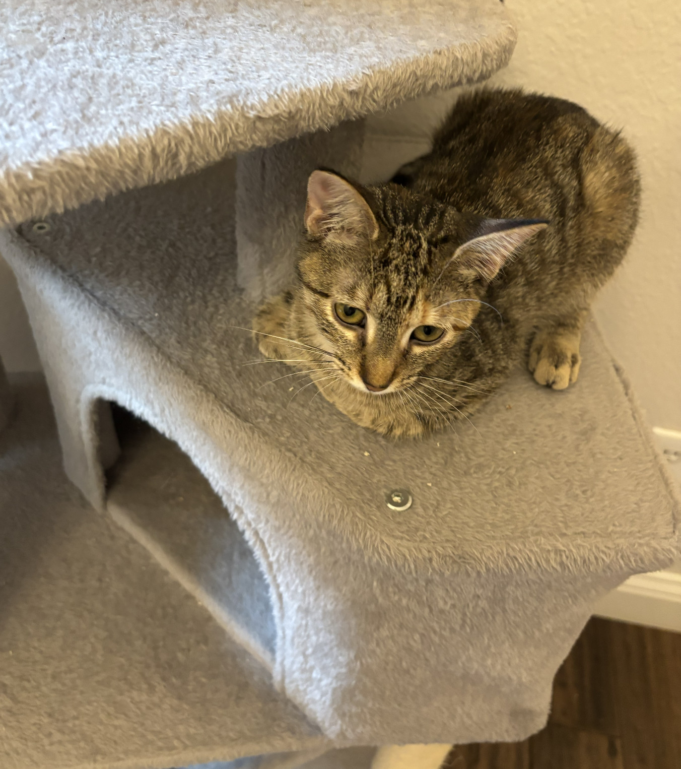 Gina Brown Tabby