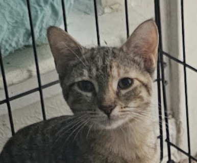 Gina Brown Tabby