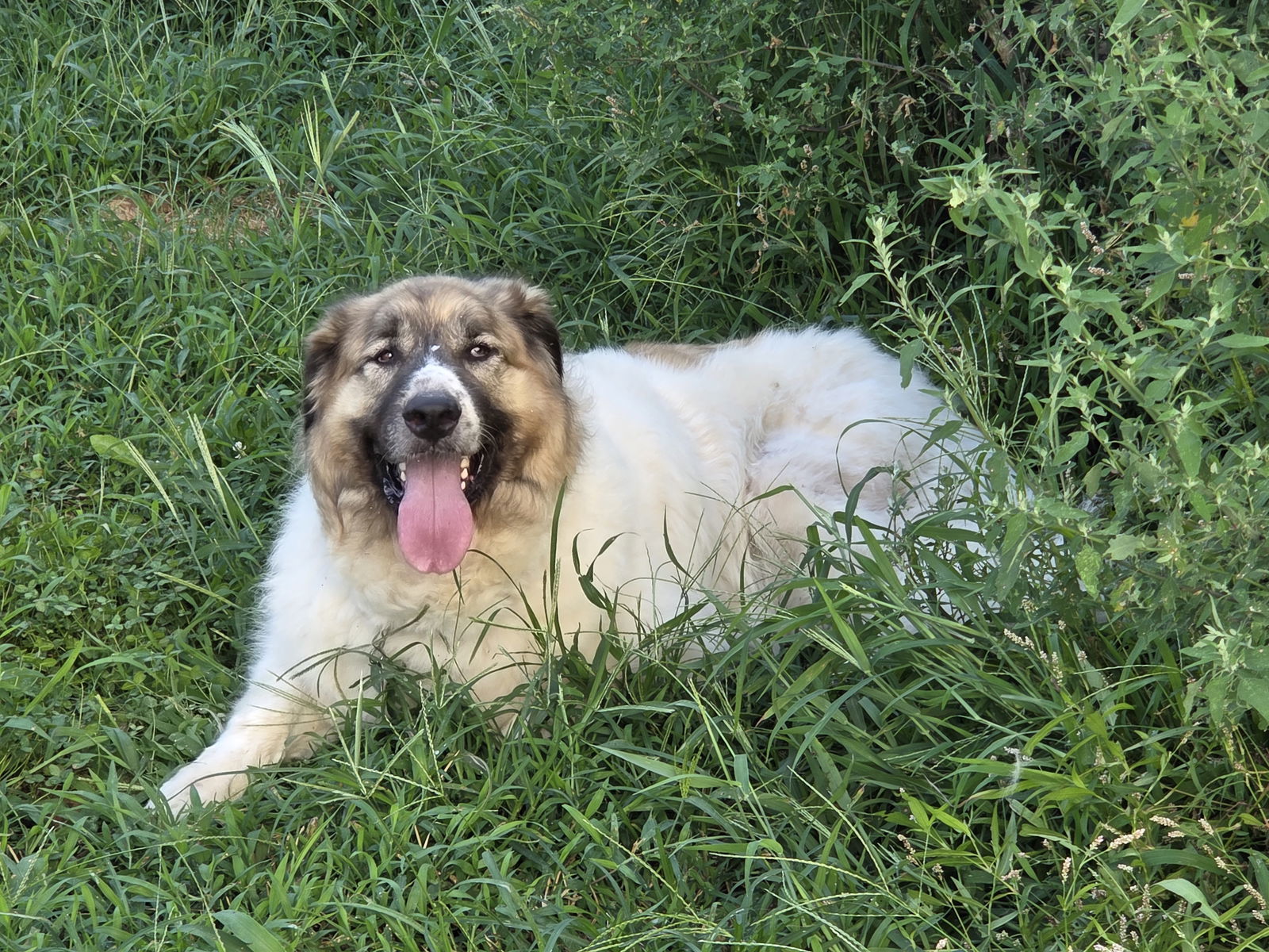 Kilo