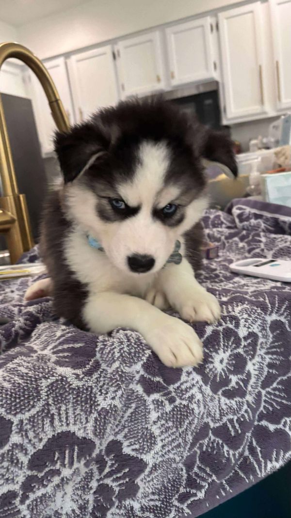 Peely (fortnite Litter)