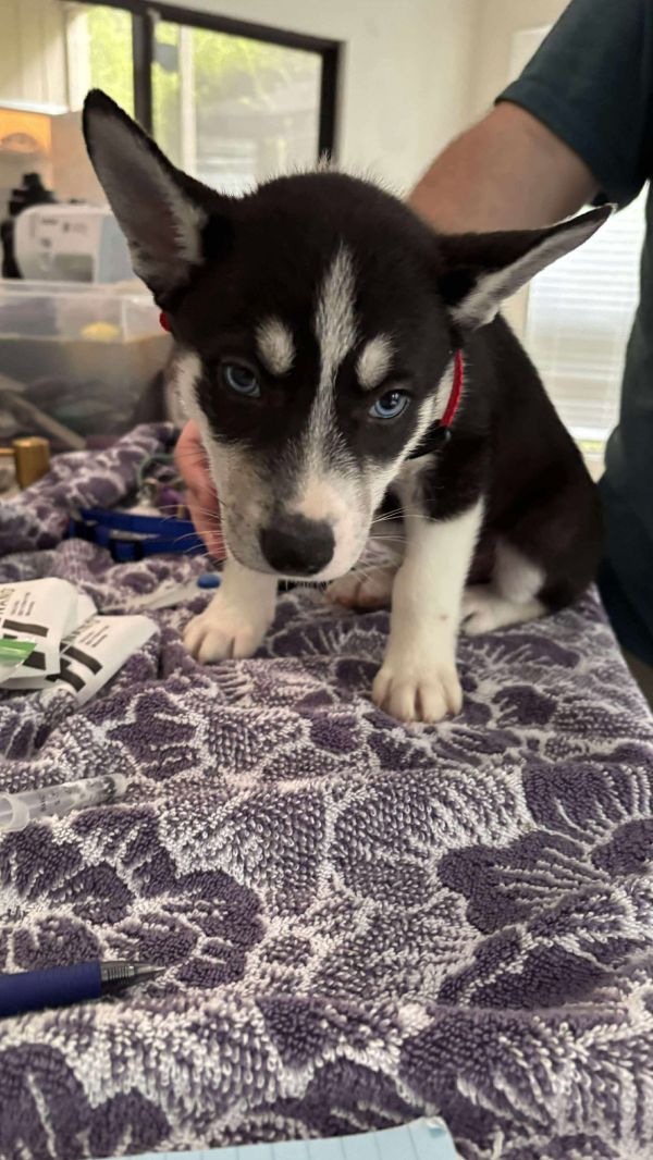 Jonsey (fortnite Litter)