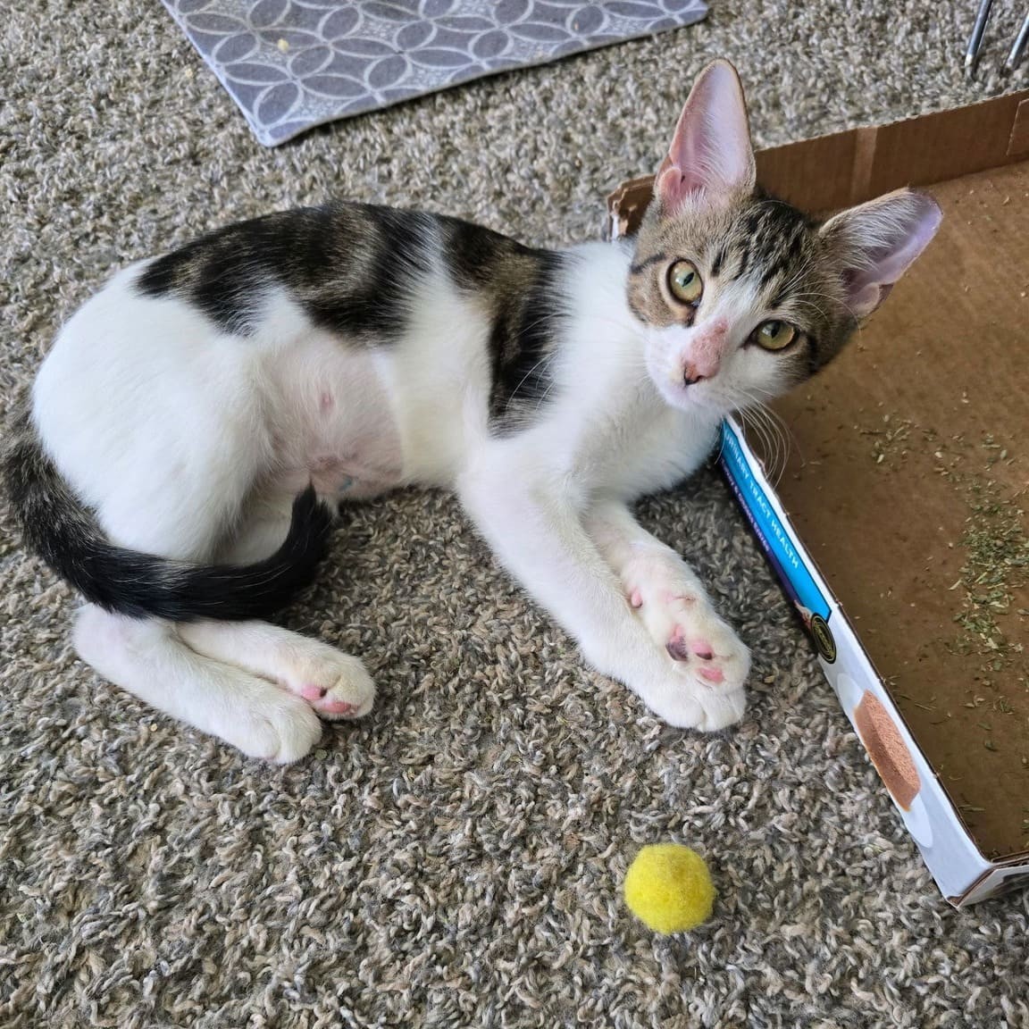 Daisy
