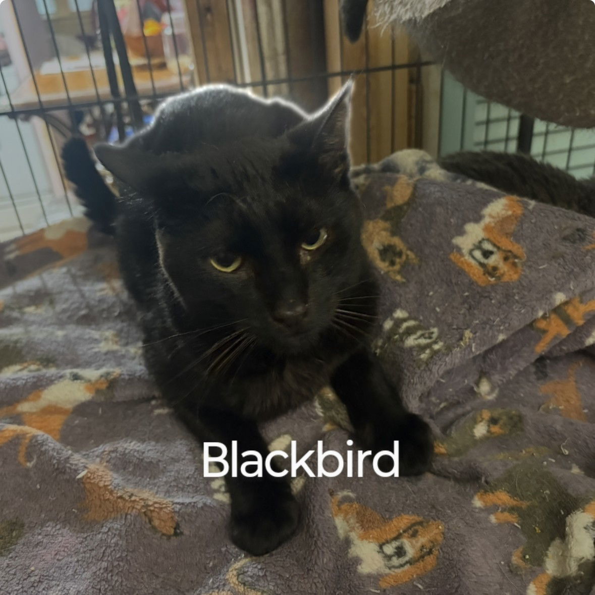 Blackbird
