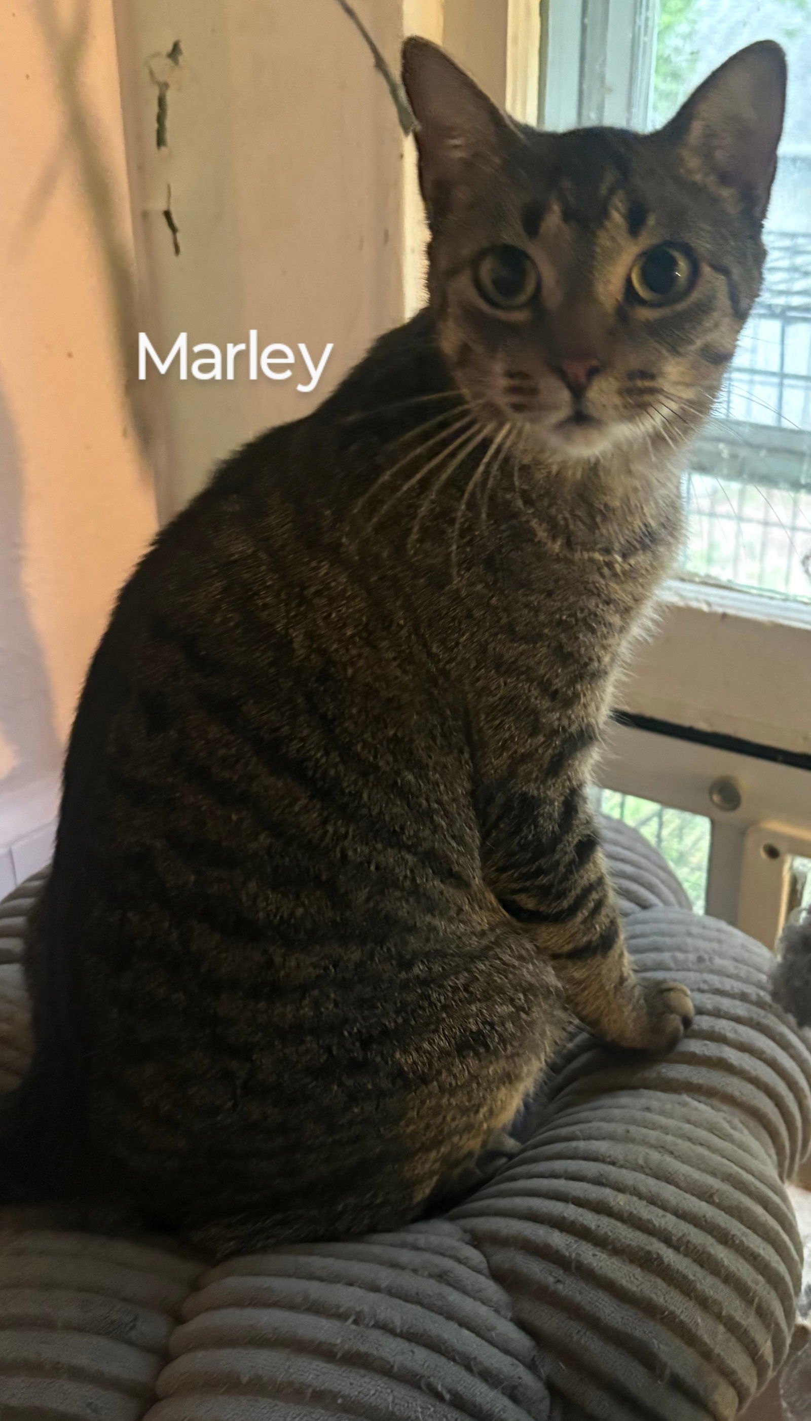Marley