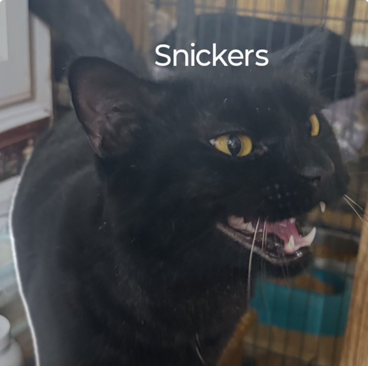 Snickers
