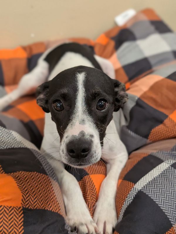 Jill- Confident Pup