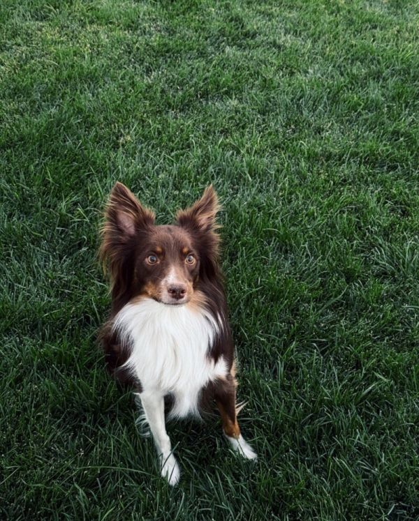 Apollo