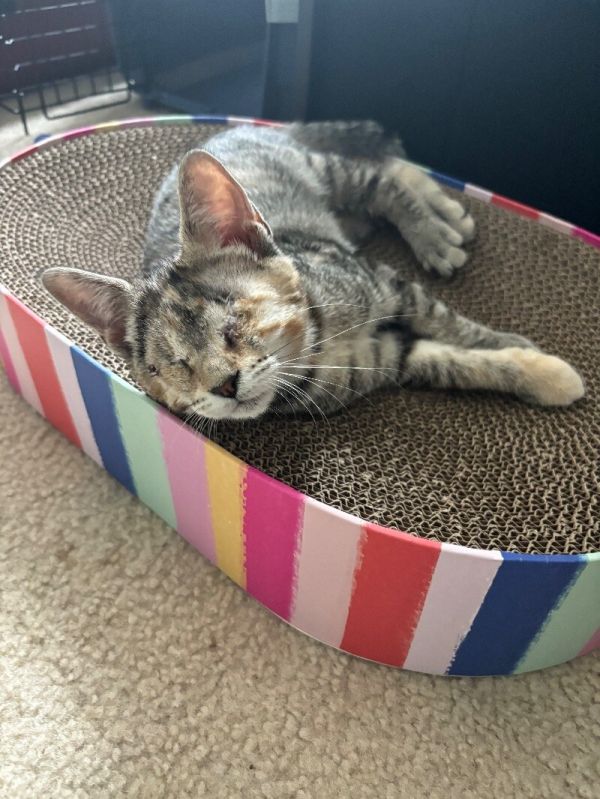 Nibblet
