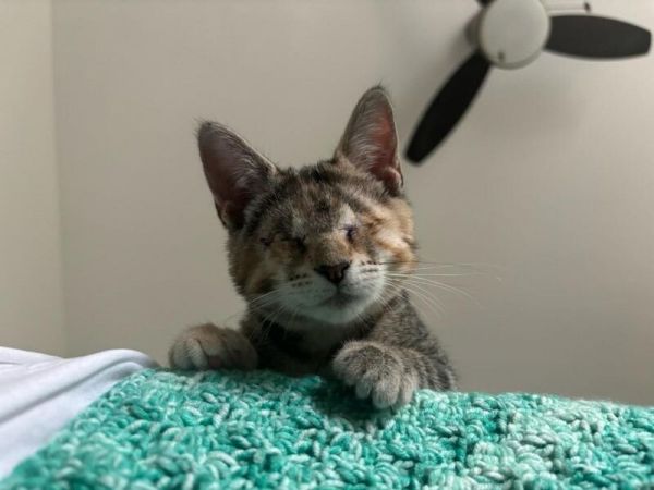 Nibblet thumbnail 2