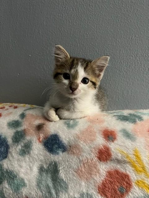 Ava