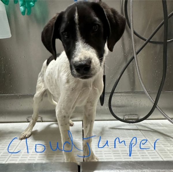 Cloudjumper