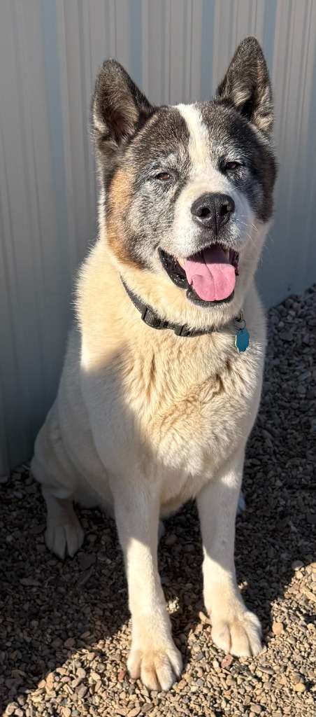 Badger, an adoptable Akita in Hot Springs, SD, 57747 | Photo Image 1