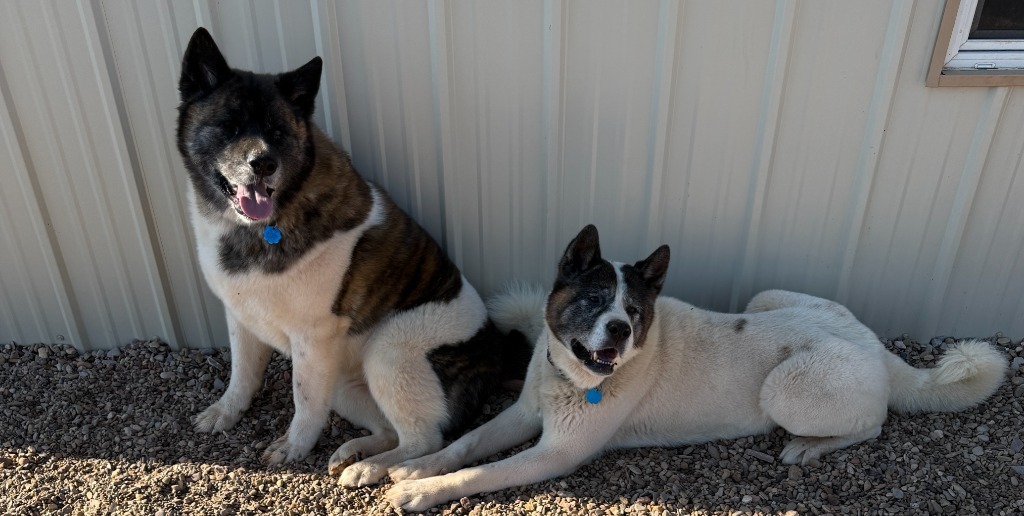 Badger, an adoptable Akita in Hot Springs, SD, 57747 | Photo Image 2