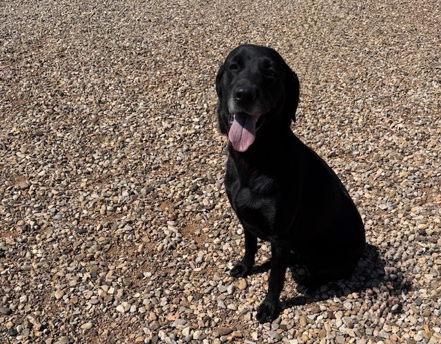 Tilly, an adoptable Labrador Retriever in Hot Springs, SD, 57747 | Photo Image 1