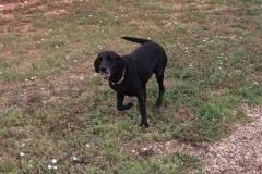 Tilly, an adoptable Labrador Retriever in Hot Springs, SD, 57747 | Photo Image 2