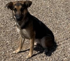 Rue, an adoptable German Shepherd Dog in Hot Springs, SD, 57747 | Photo Image 1