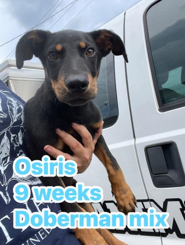 Osiris