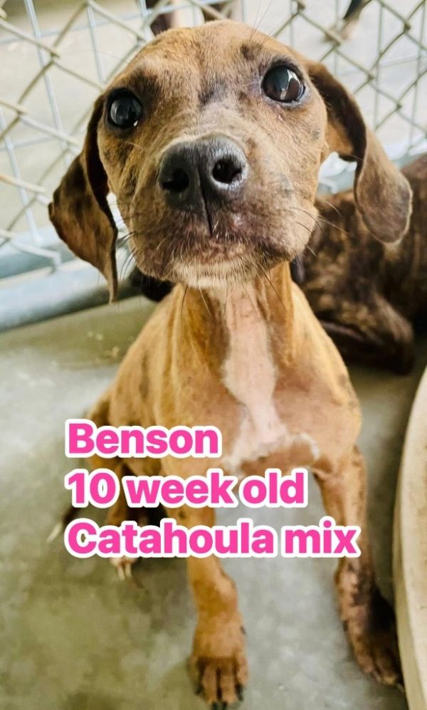 Benson