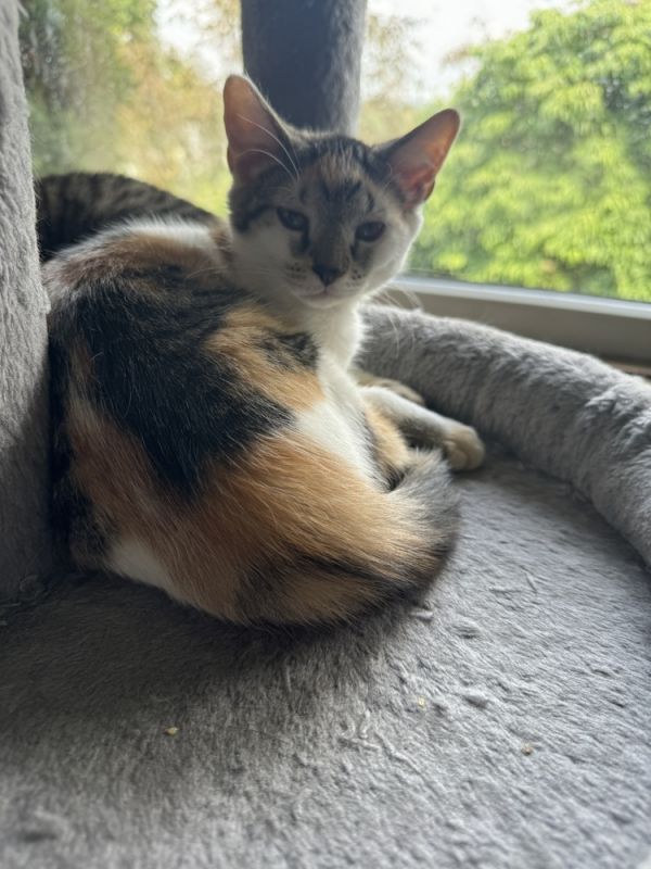 Mochi