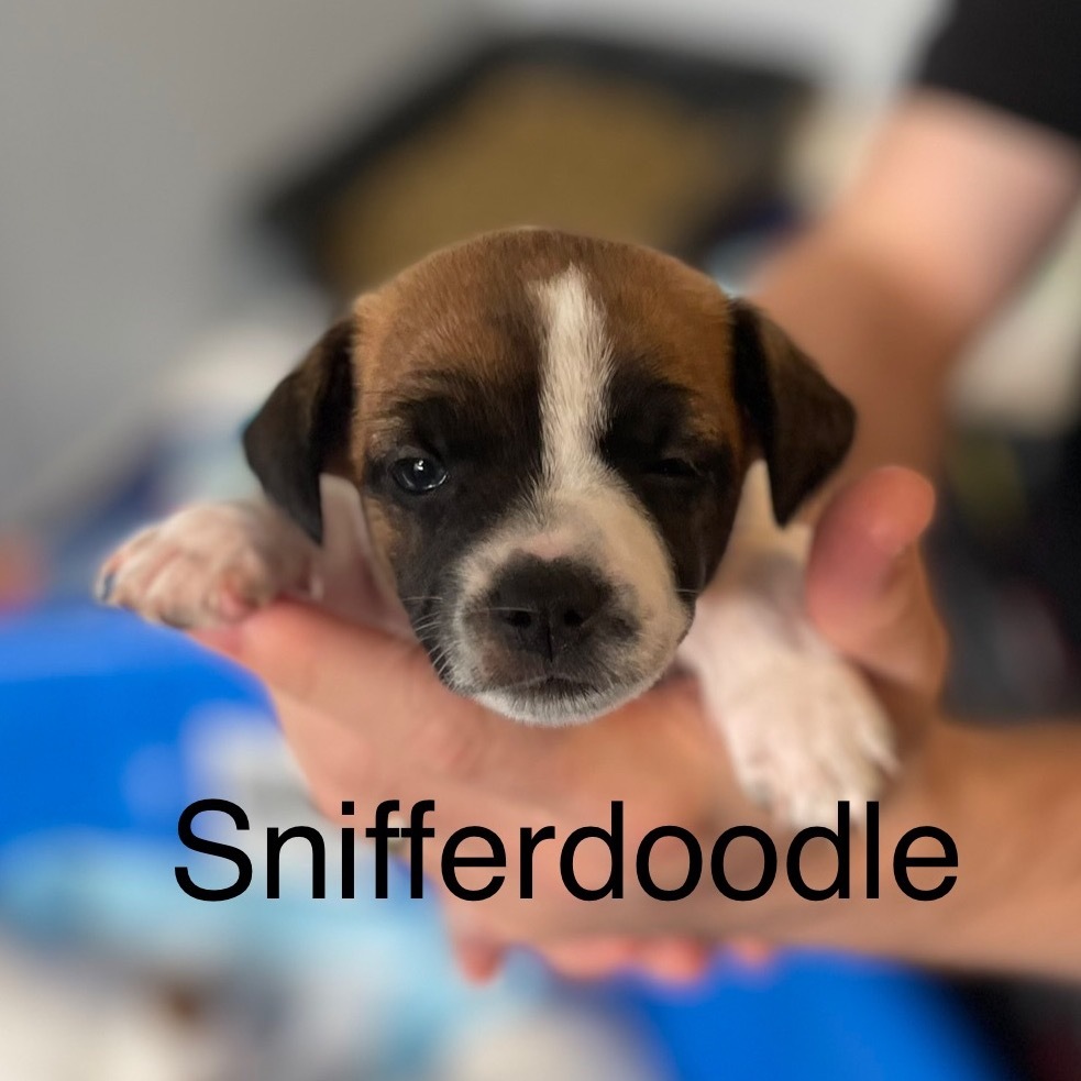 Snifferdoodle